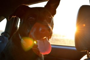 Is your dog safe in the car - dog in hot car