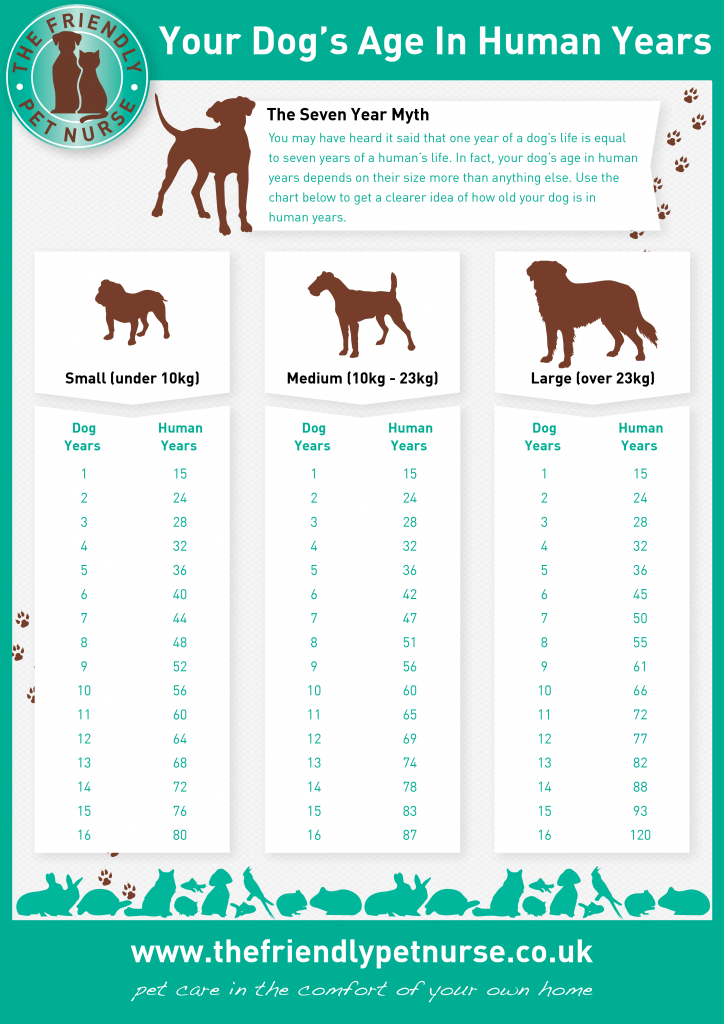 how long is one human year in dog years