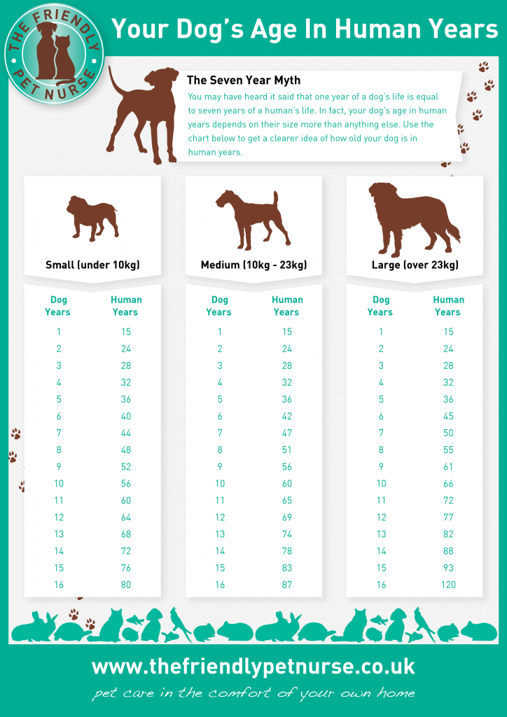 How are dog years store compared to human years