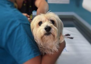 Why is vaccinating your pets important - vaccination, vaccines and booster jabs