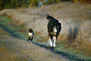 dog cat microchipping horsham west sussex friendly pet nurse