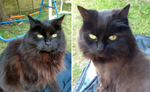 Fluffy has a lion cut