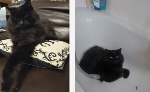Fluffy the cat loves sleeping in the bath