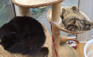 Pet Cats in Horsham