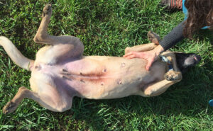 Tummy rubs Pet Dogs