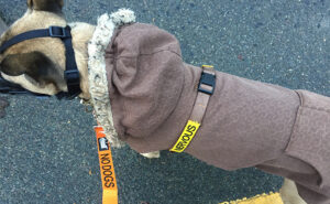 Yellow lead and muzzle
