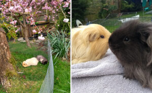 Our Guinea Pigs Flash and Boris