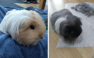 Guinea Pigs children pets