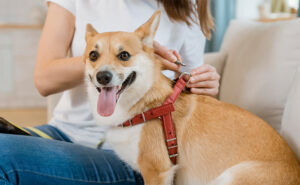 A dog harness is best in my opinion