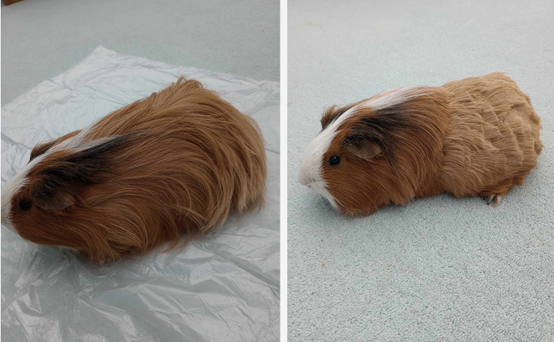 Guinea Pig Summer Clip