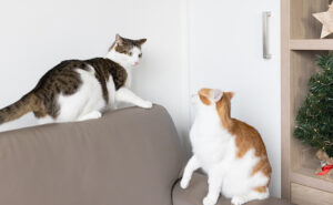 Agressive cats in a multi-cat household