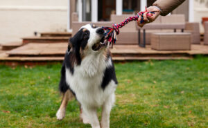 Tug toys as exercise for dogs