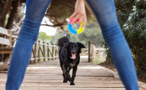 Other dog exercise ideas