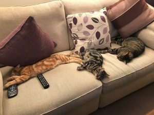 Mango Tikka & Merlot - Cat Behaviour Services in Horsham