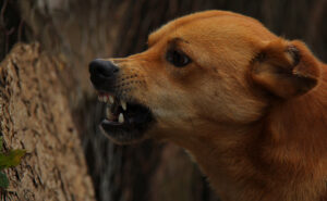 Aggressive dog