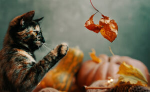 Autumn Cat | Horsham Cat Sitting