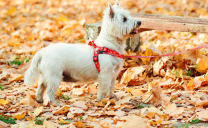 Dog in Autumn Leaves | Pet Friendly Nurse