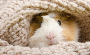Guinea pig in blanket Preventative Pet Care