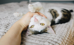 Humna-Cat Interaction