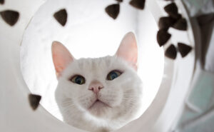 Cat looking into food bowl