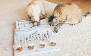 Cat puzzle feeding
