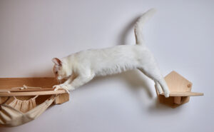 Feline enrichment
