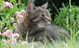 Cat enjoying the summer weather