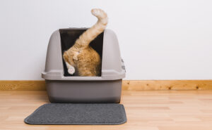 A quiet place for your cat litter