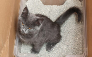 Ensure the litter tray is big enough for your cat
