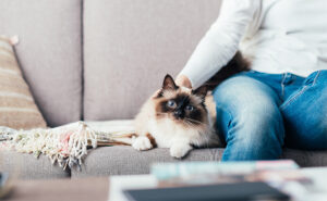 Adding Leisa to our team of cat sitters in Horsham