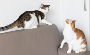 Cats fighting in a multicat household contact Zoe