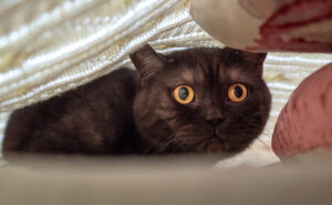 Cat hiding afraid contact Zoe for cat behaviour help