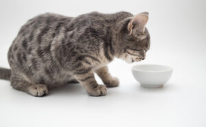 Cat drinking from ceramic bowl | Cat health