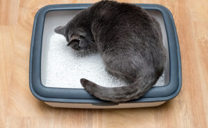 Fresh cat litter for happy cats