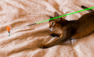 Cats love to play