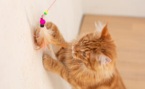 Dangler toys are best for cats