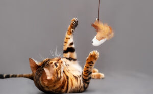 Cat playing and catching