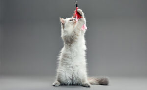 Reward for cat playing