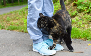Cat rubs themselves against a persons legs