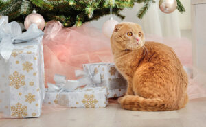 Cats can find Christmas stressful