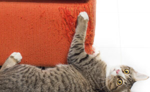 Cat Scratching your furniture book a consultation