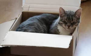 Any box will do for a cat