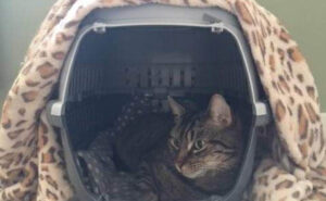 Leave your cat carrier out before a vet trip
