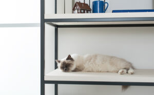 Leave a shelf empty for your cat