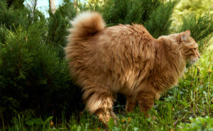 Cat peeing up against a bush