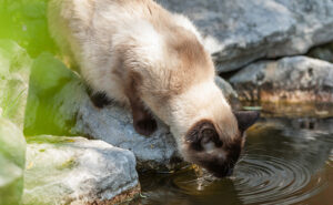 Cats love to drink rainwater