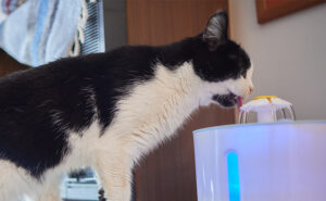 Not all cats love a fountain