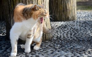 Cat fight video call