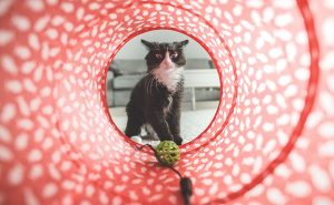 Keeping your cat entertained