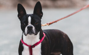 Check your dog walker